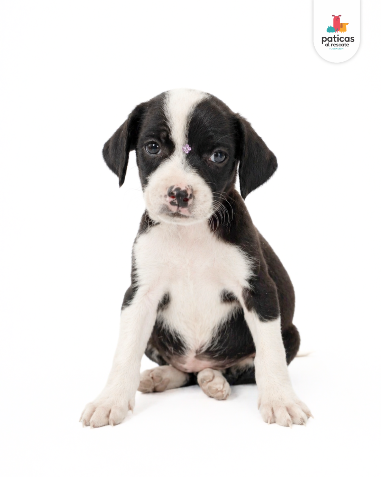 ADOPTA A CARBONARA_2