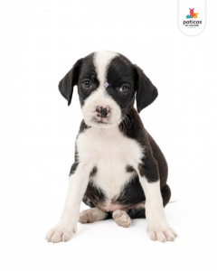 ADOPTA A CARBONARA_2