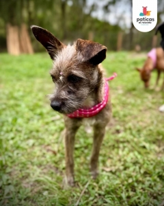 Adopta a Shenzi_7