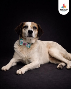 ADOPTA A LULÚ_7