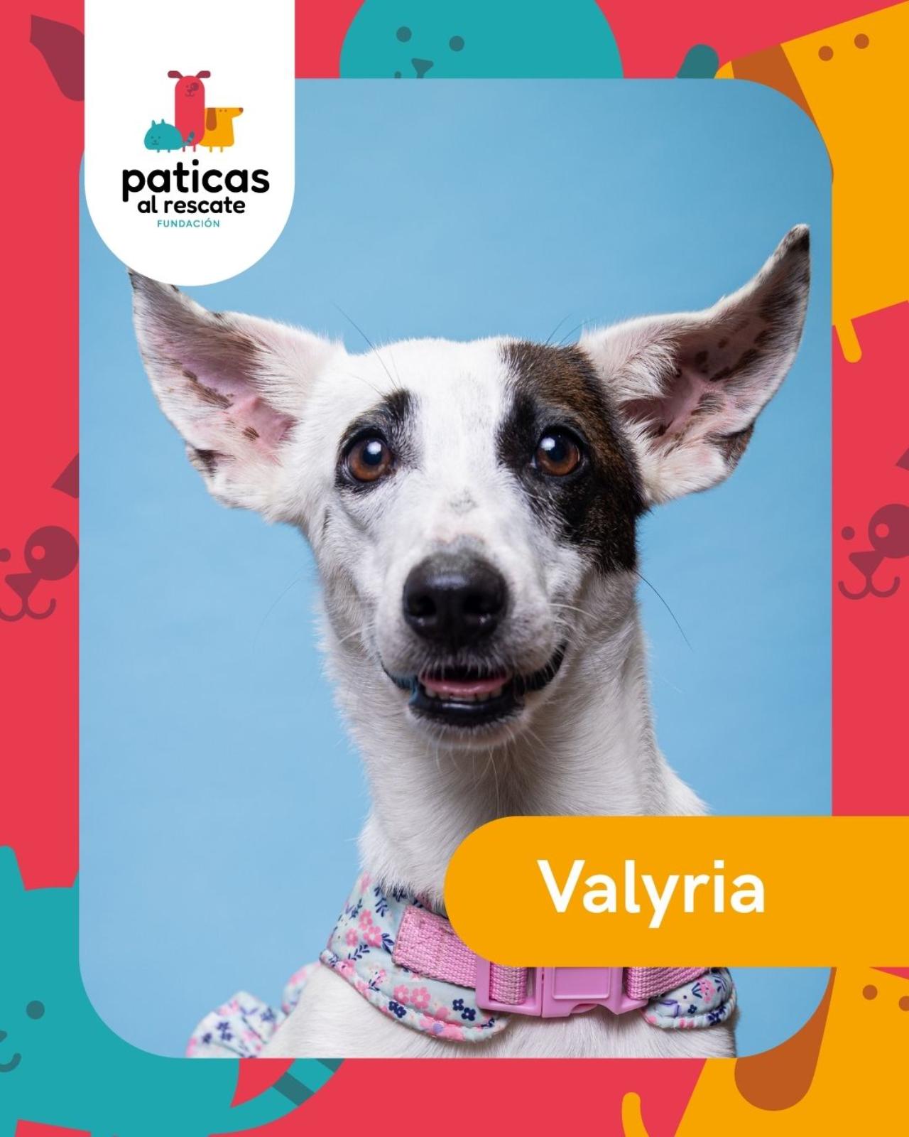 ADOPTA A VALYRIA - Paticas al Rescate