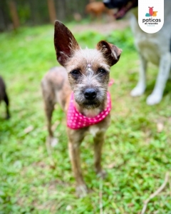 Adopta a Shenzi_2