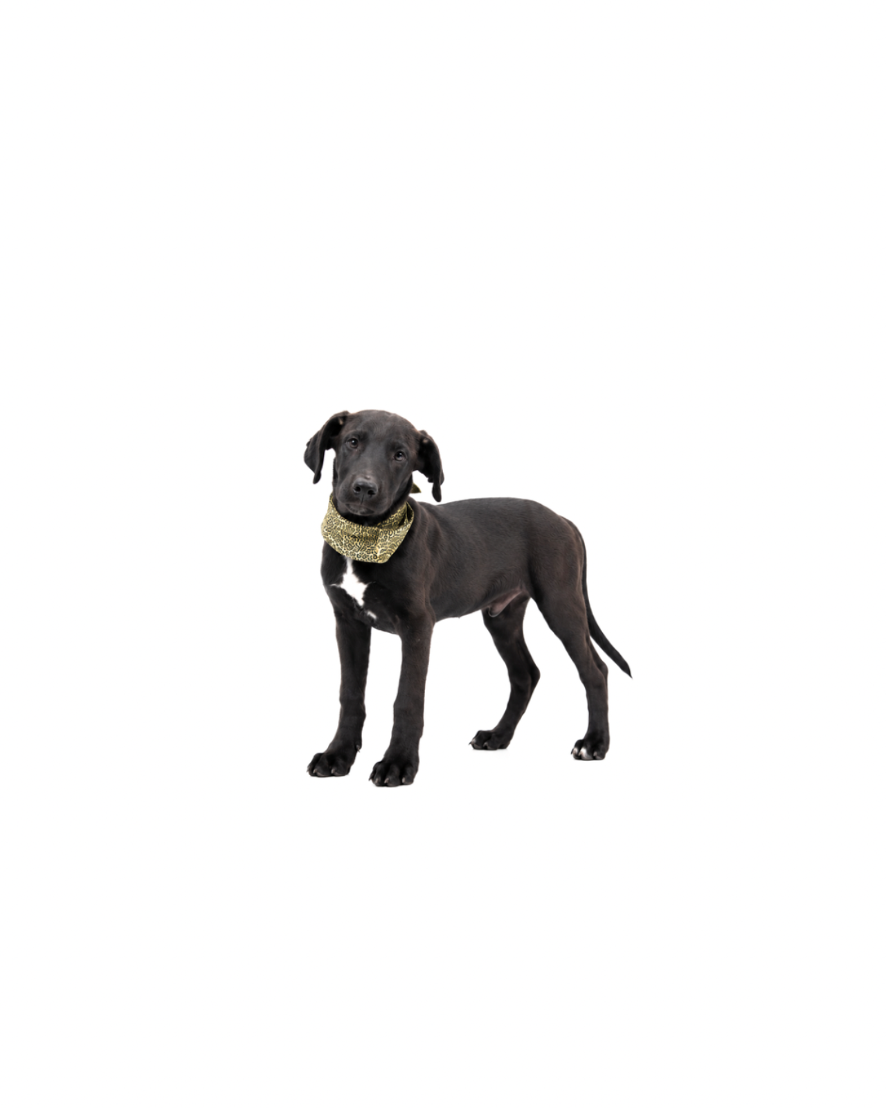 ADOPTA A PIMENTÓN_6