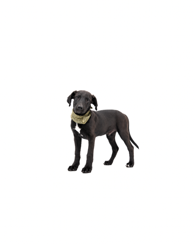 ADOPTA A PIMENTÓN_6