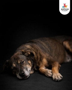 ADOPTA A MUELITAS_3