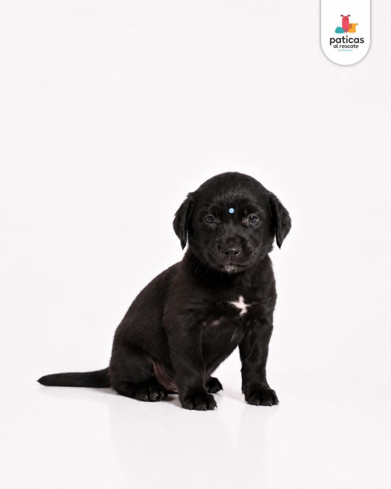 ADOPTA A LULA_2