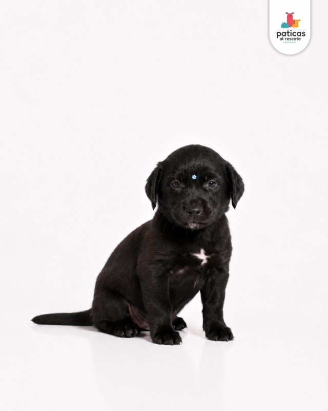 ADOPTA A LULA_2
