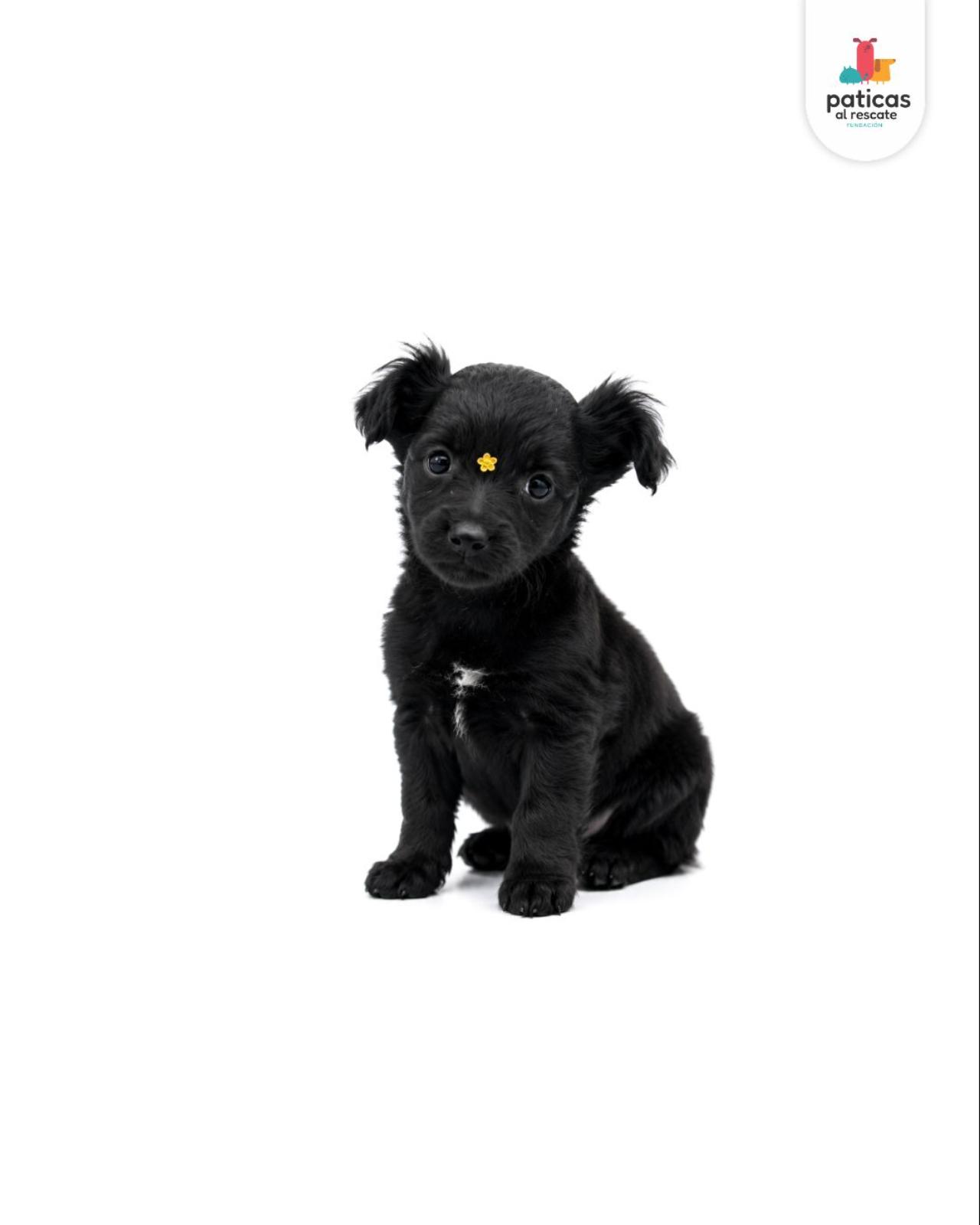 ADOPTA A PIMIENTA_3