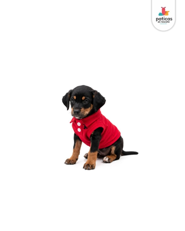 ADOPTA A ARCHIBALDO_3