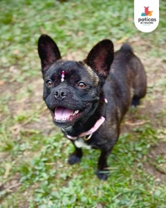 Adopta a Lila_14