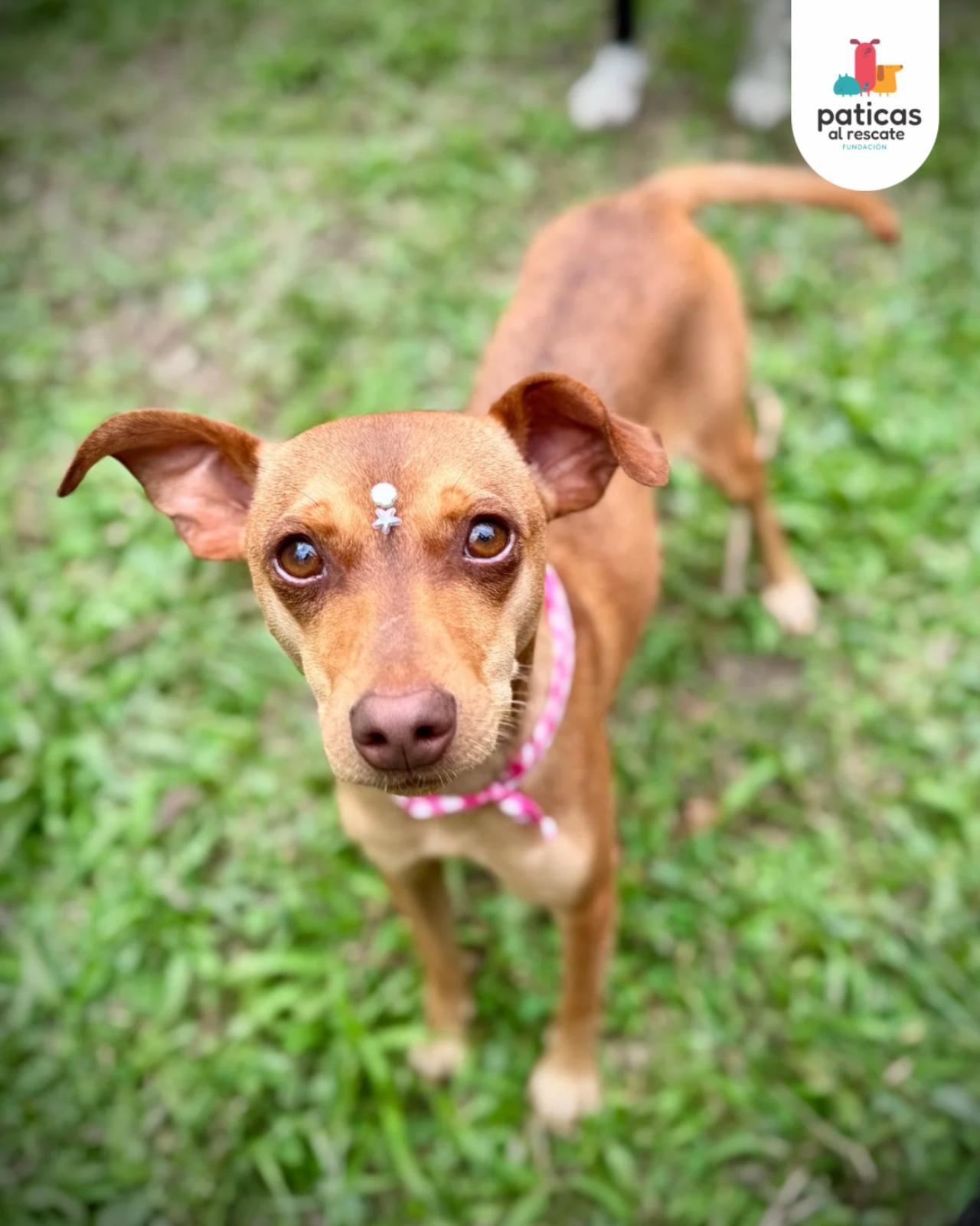 Adopta a Sarita_2