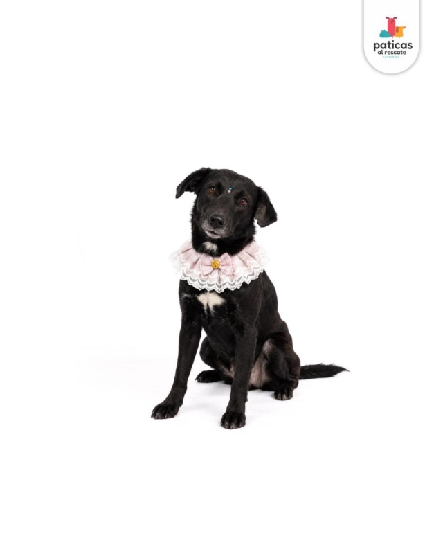 ADOPTA A TOMASITA _8