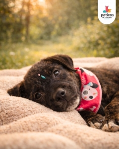 ADOPTA A SHALOM_9