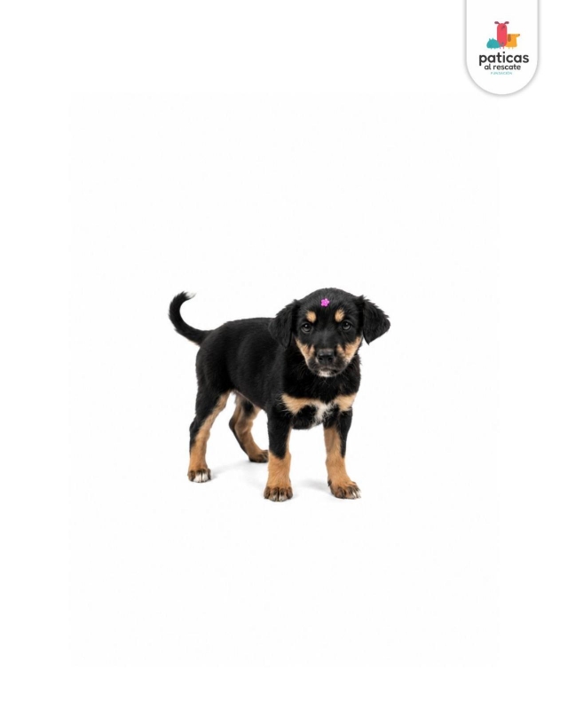 ADOPTA A ROSITA_7