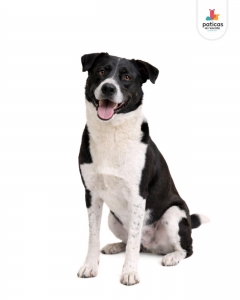 ADOPTA A MÍA_3