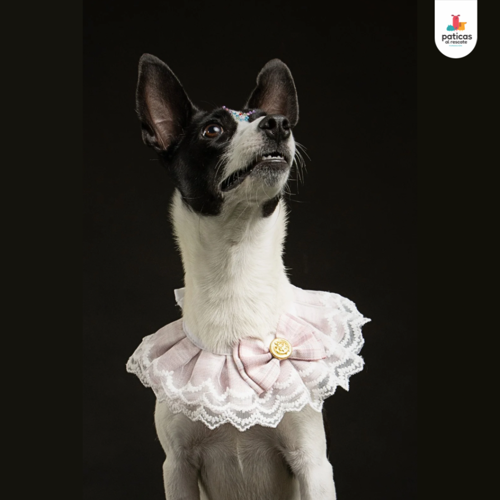 Adopta a Suki_4