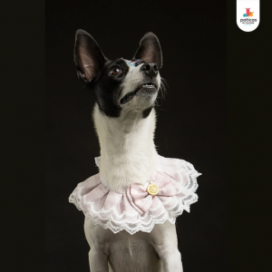 Adopta a Suki_4