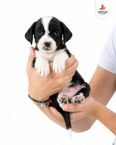 ADOPTA A CARBONARA_5