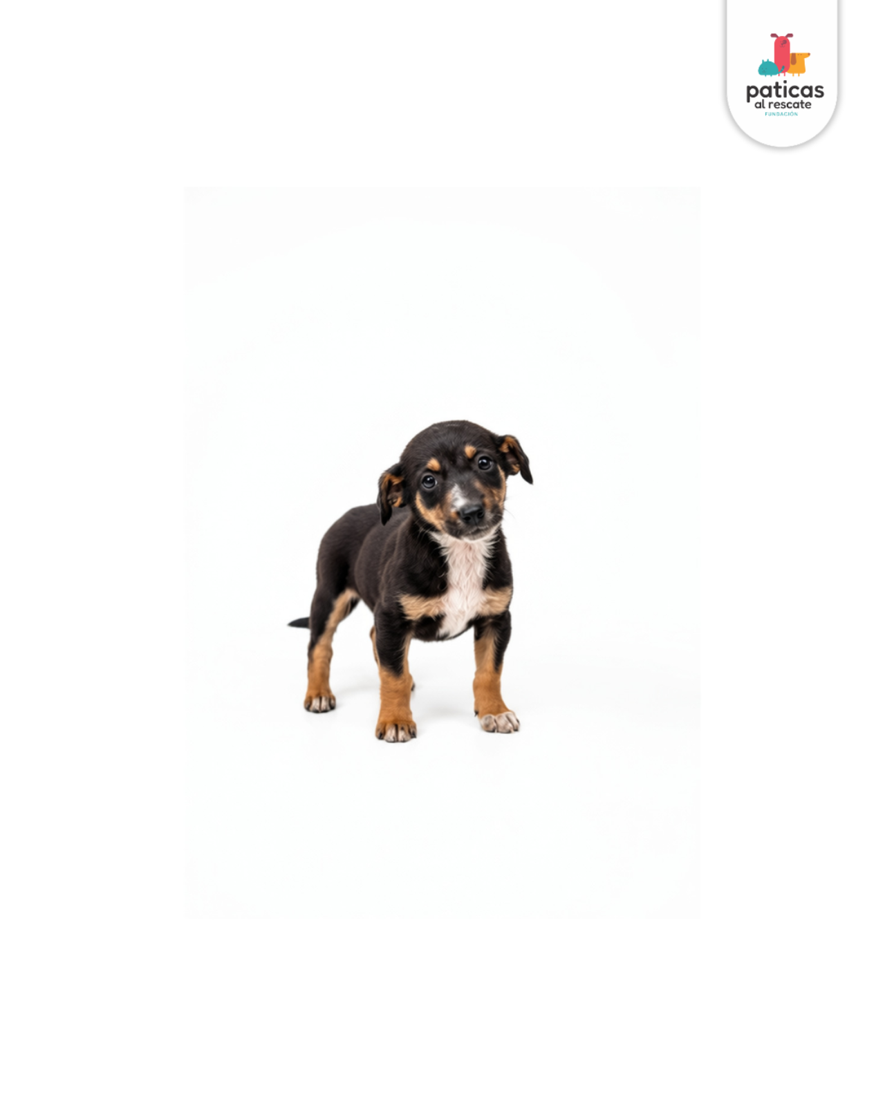ADOPTA A VERBENA_3
