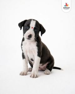 ADOPTA A BOLOÑESA_2