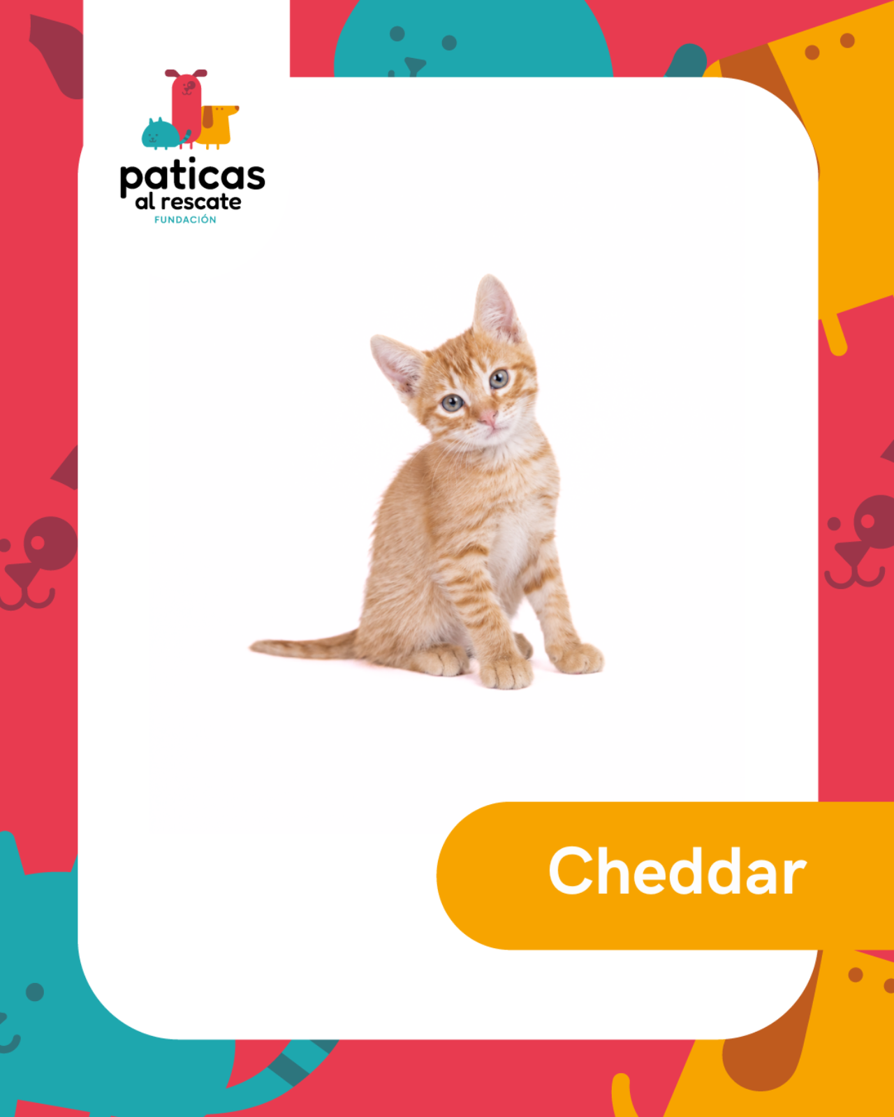 ADOPTA A CHEDDAR - Paticas al Rescate