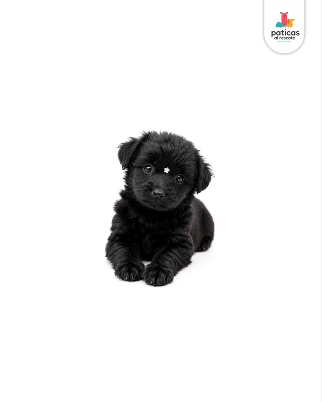 ADOPTA A NUEZ_3