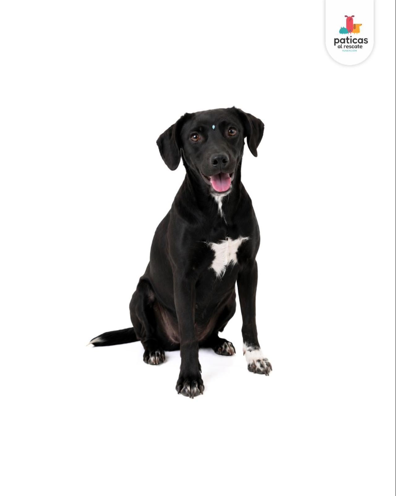 ADOPTA A AMATRICIANA_2
