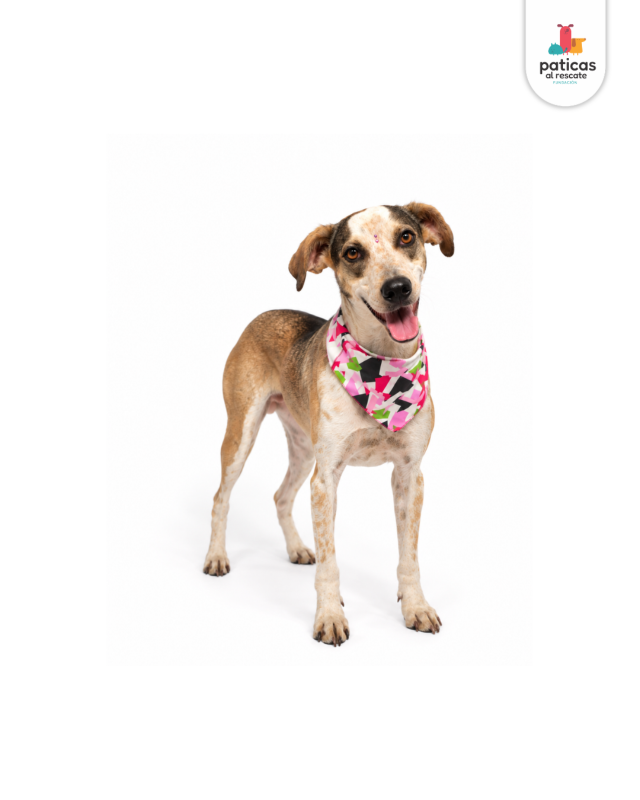 ADOPTA A MARGARITA_2