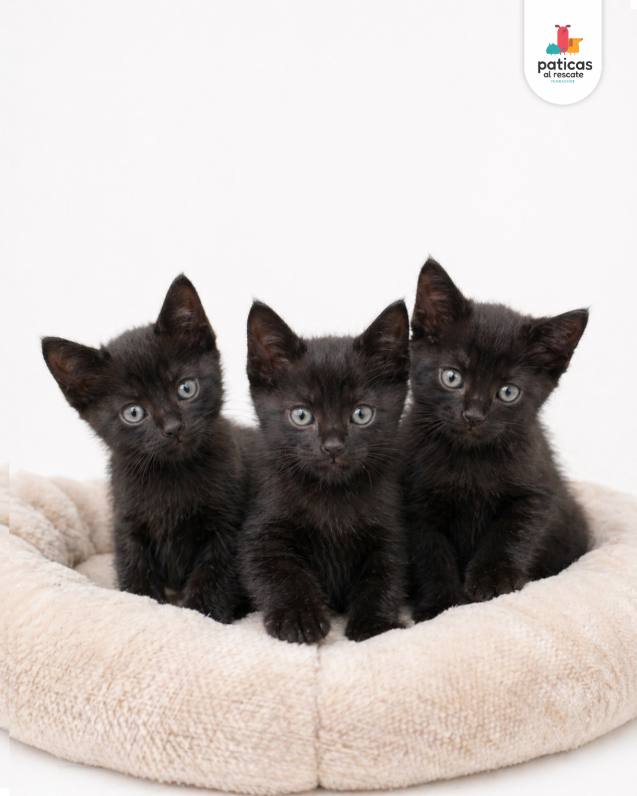 ADOPTA A LOS BOMBONCITOS_2