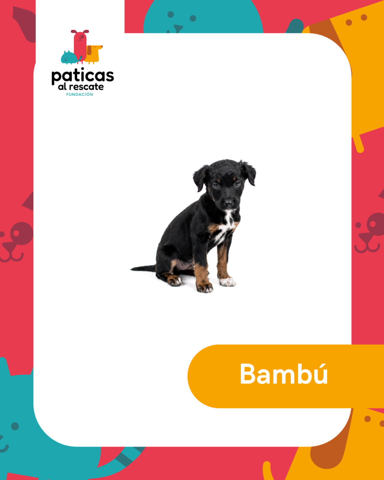 ADOPTA A BAMBÚ - Paticas al Rescate