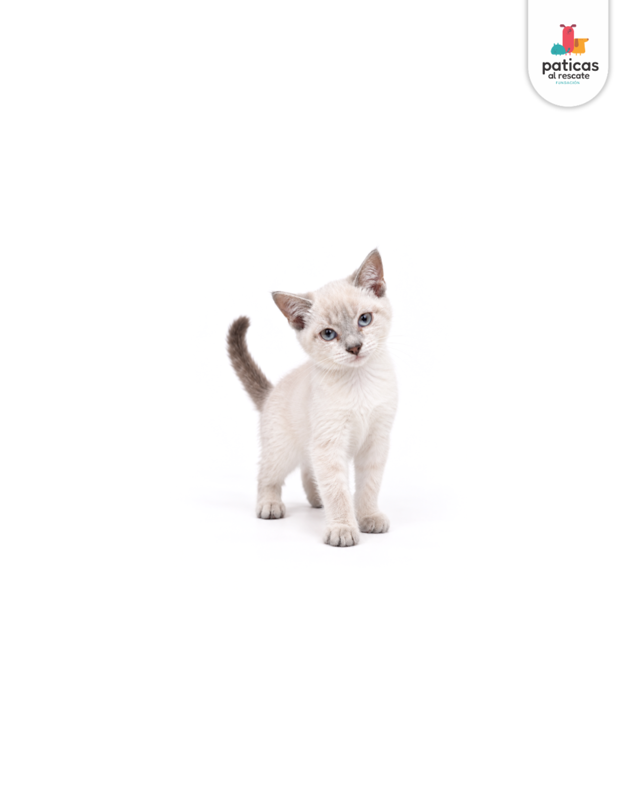 ADOPTA A CHANTILLY_3