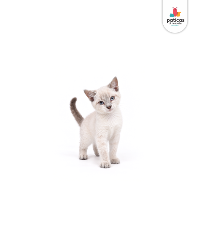 ADOPTA A CHANTILLY_3