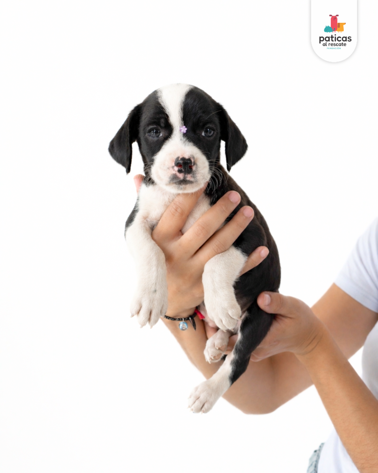 ADOPTA A CARBONARA_7