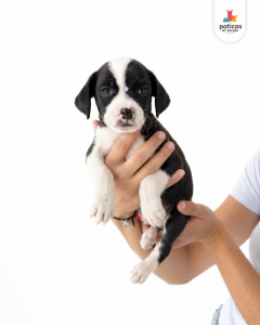 ADOPTA A CARBONARA_7