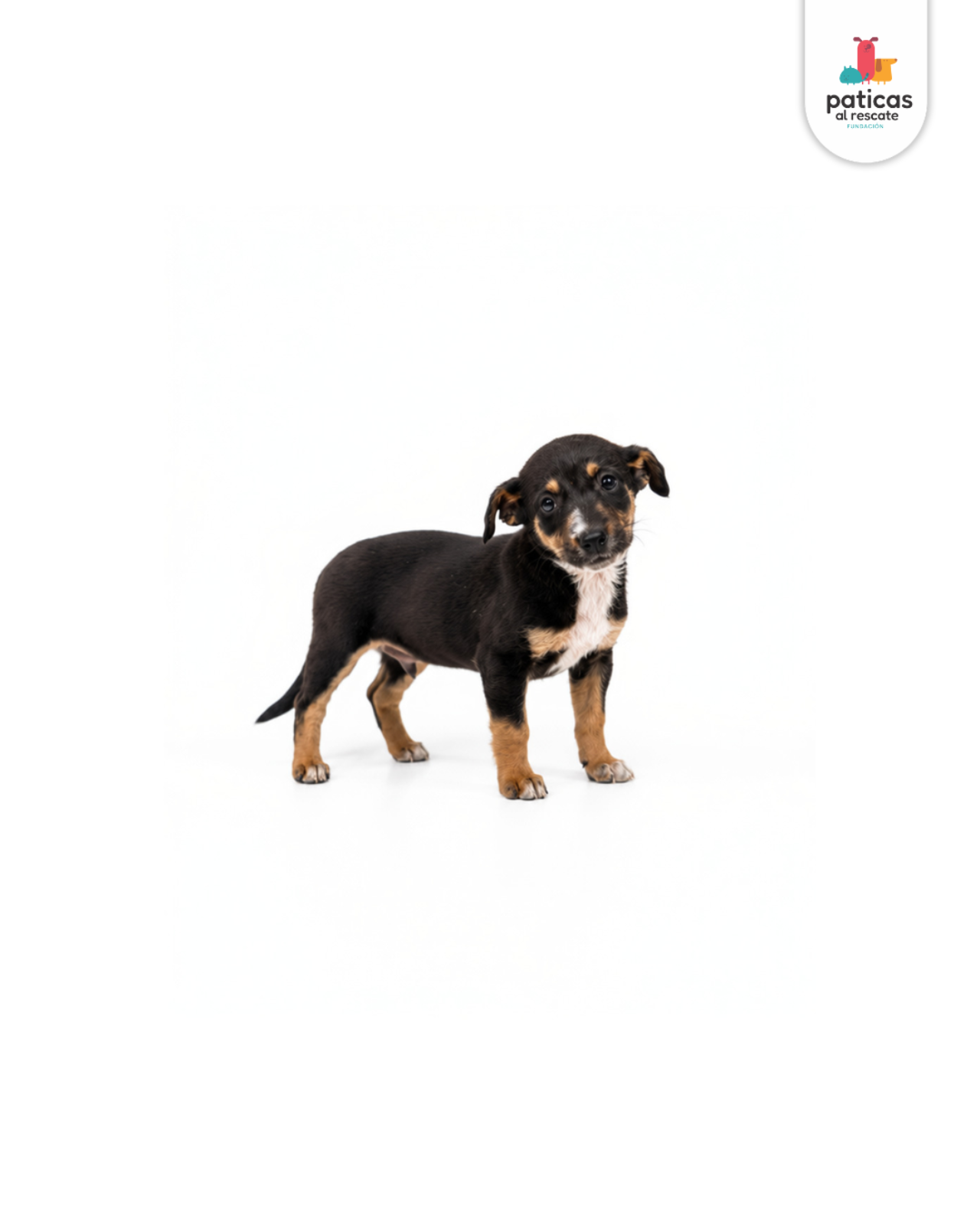 ADOPTA A VERBENA_2