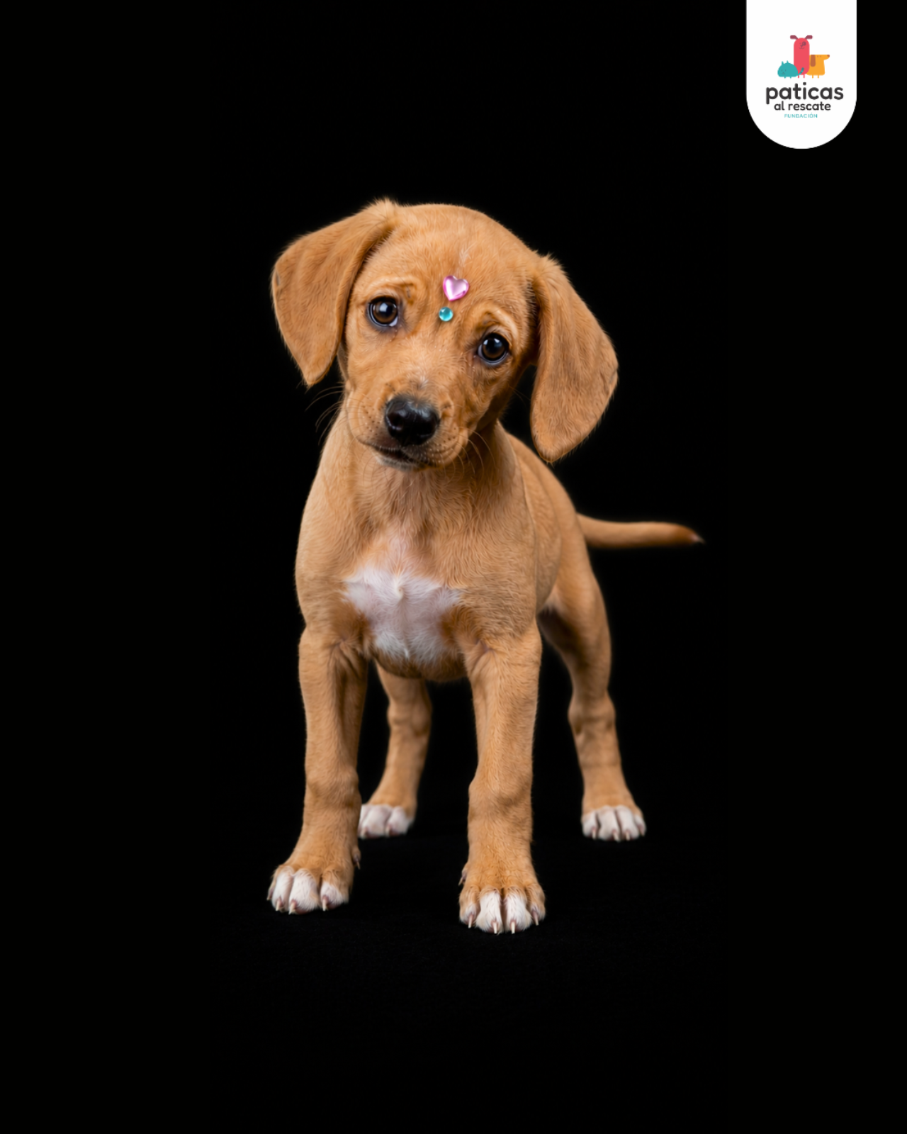 ADOPTA A EMPANADA_6