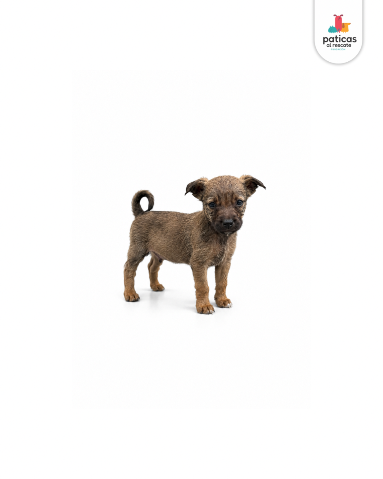 ADOPTA A CEDRITO_5