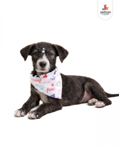 ADOPTA A PANDA_9