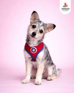 ADOPTA A PELUSA_5
