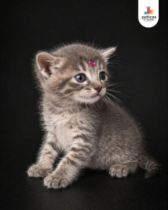 ADOPTA A CIELO_5