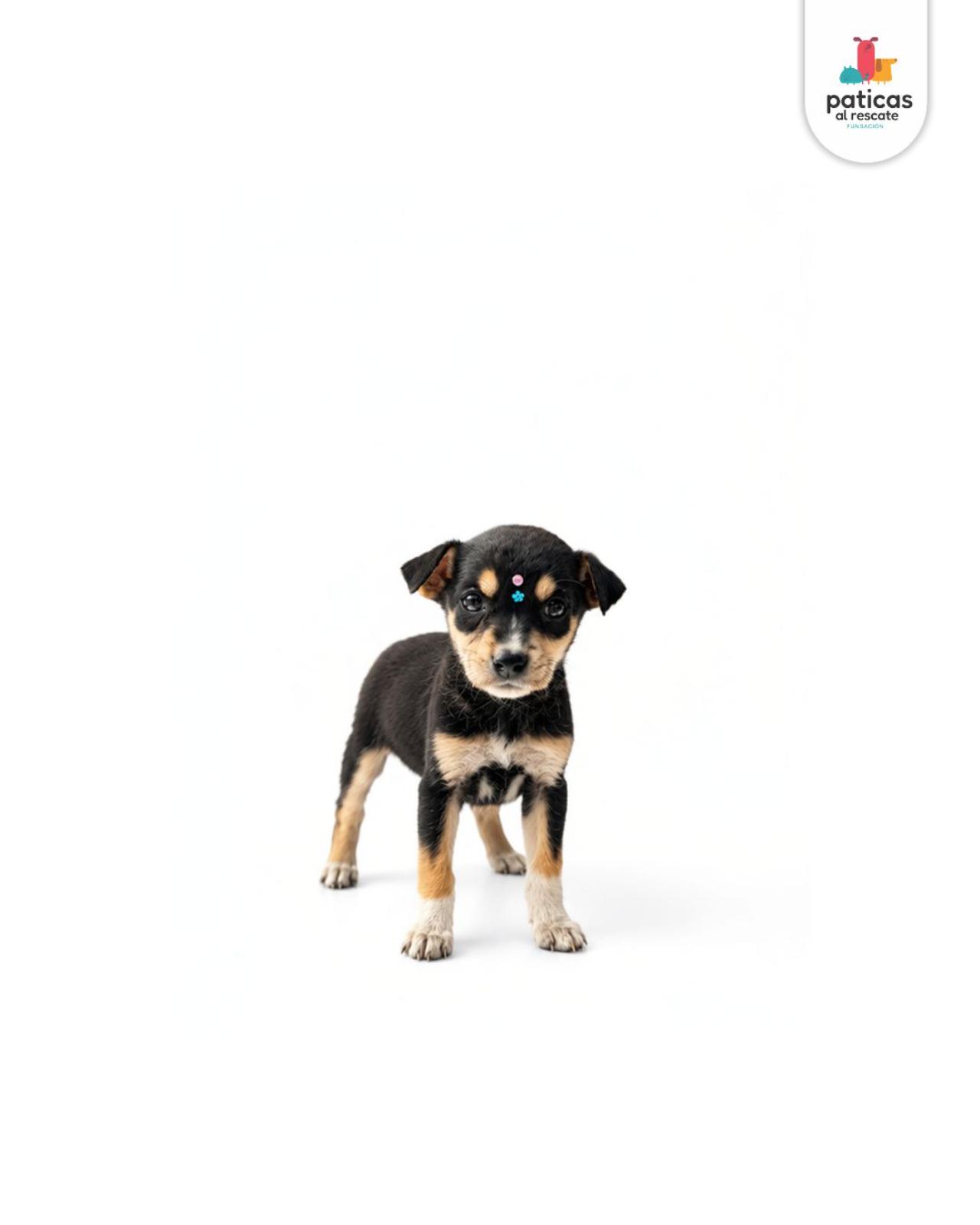 ADOPTA A ABBY_2