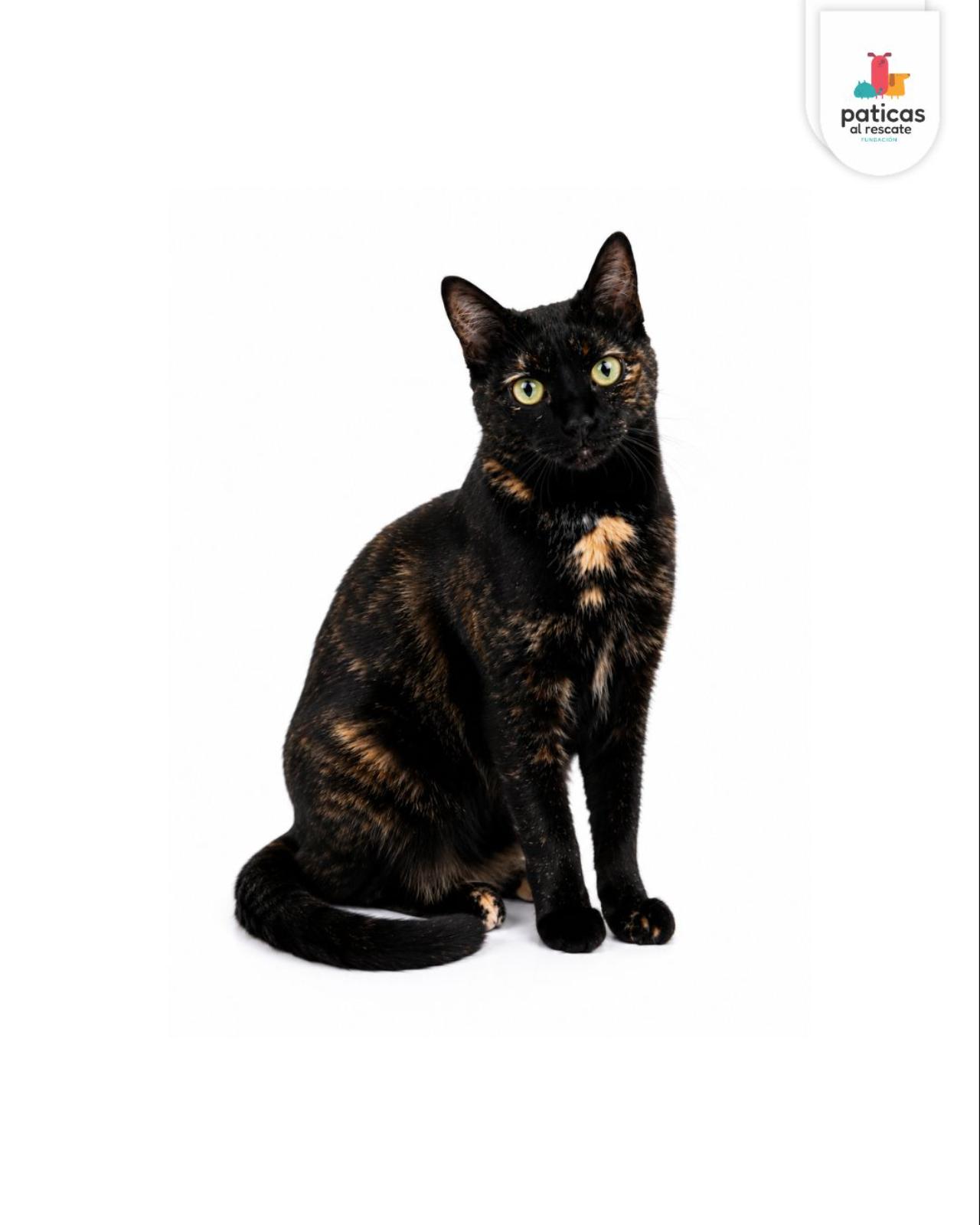 ADOPTA A CHISPITA_4
