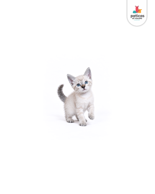 ADOPTA A NINI_5
