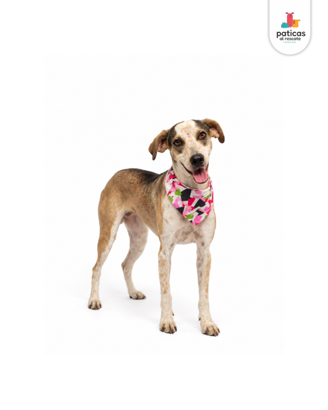 ADOPTA A MARGARITA_3