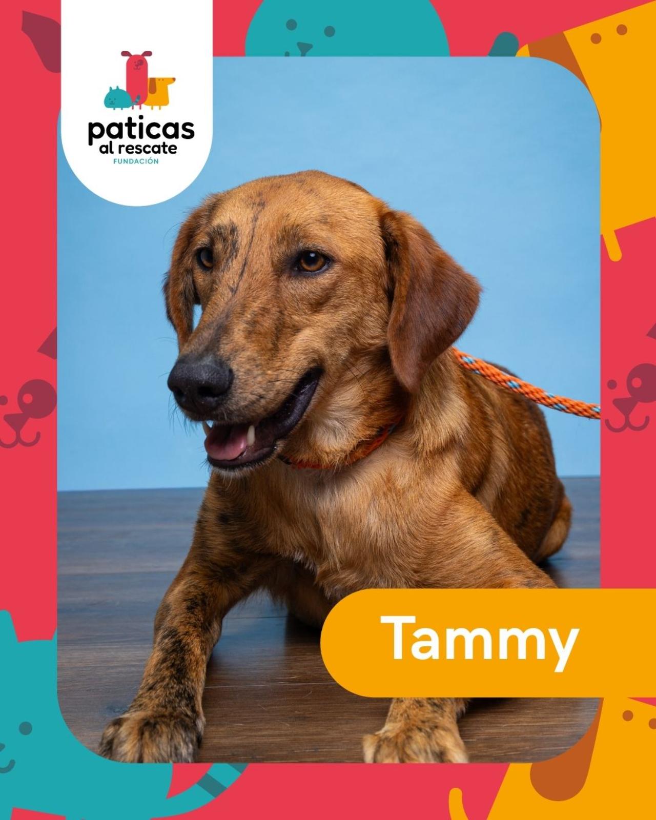 ADOPTA A TAMMY - Paticas al Rescate