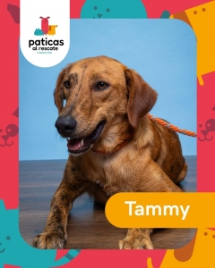 ADOPTA A TAMMY_1