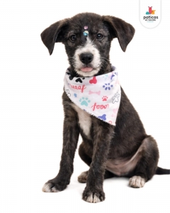 ADOPTA A PANDA_10