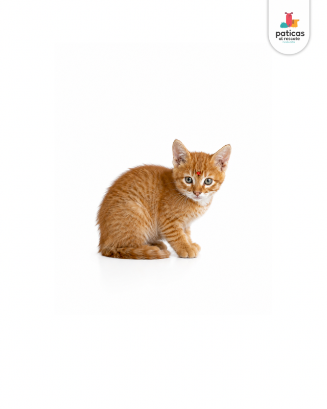 ADOPTA A ANASTASIA_3