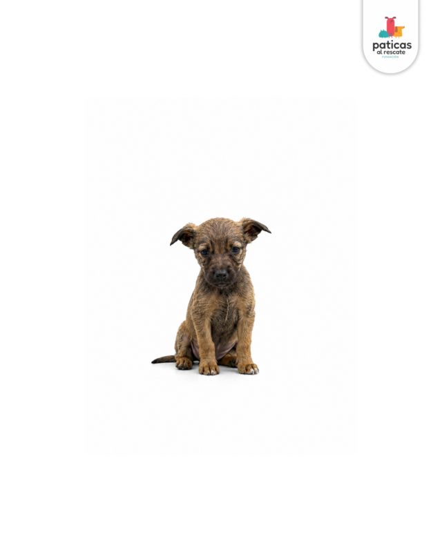 ADOPTA A CEDRITO_2
