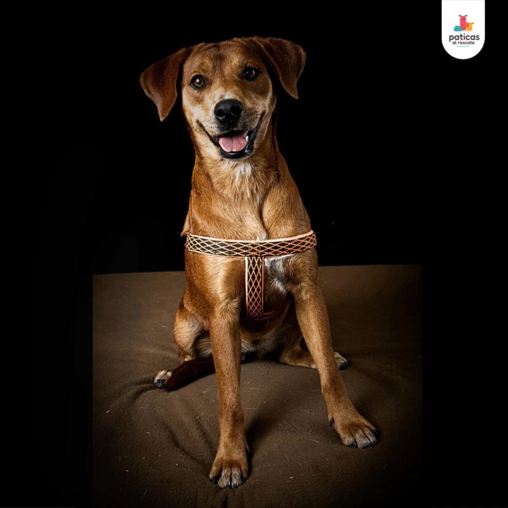 Adopta a Canela_2